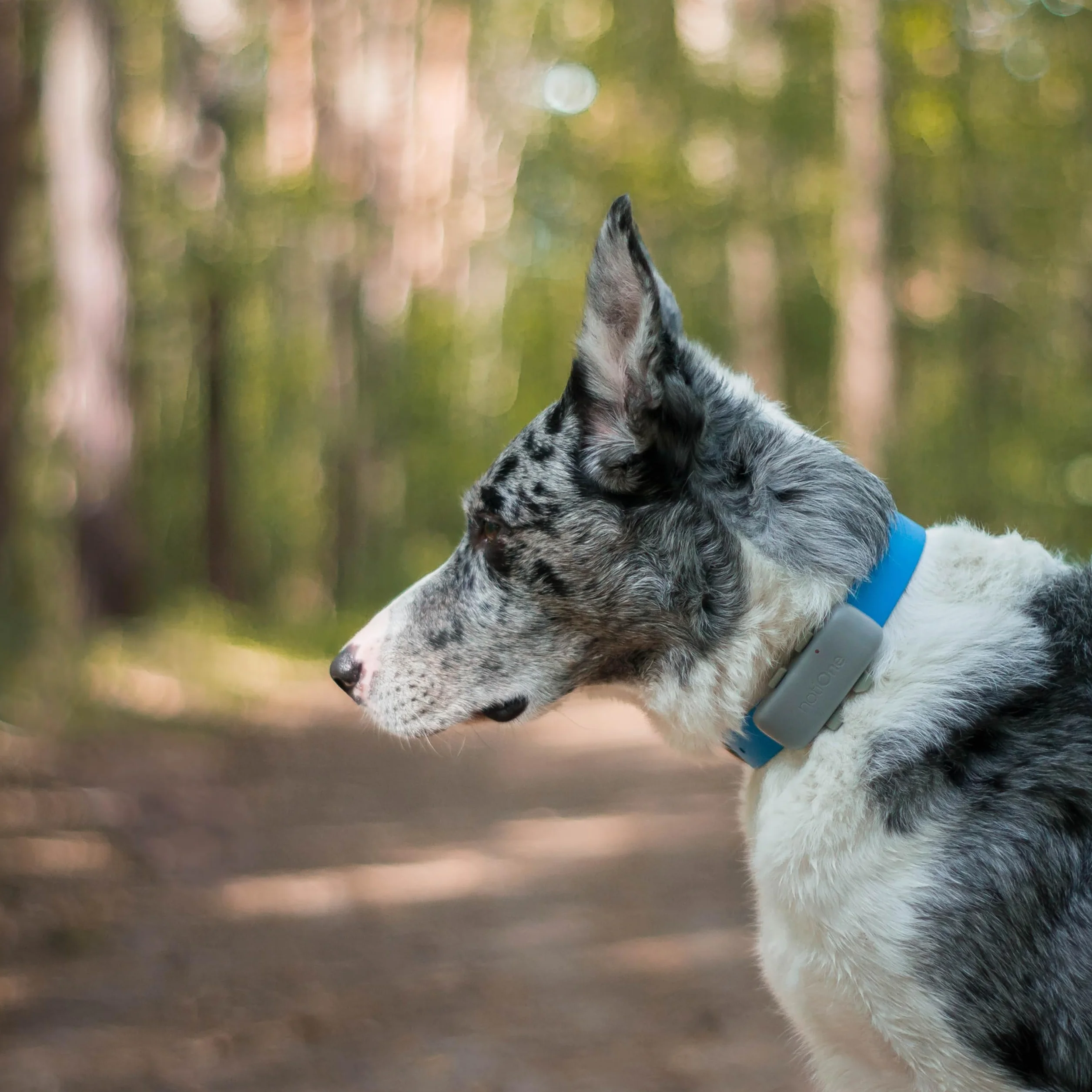 GPS Pet Tracker Plus für Hunde & Katzen ohne ABO | Wasserdichter Hunde GPS Tracker mit Geofence & Roaming