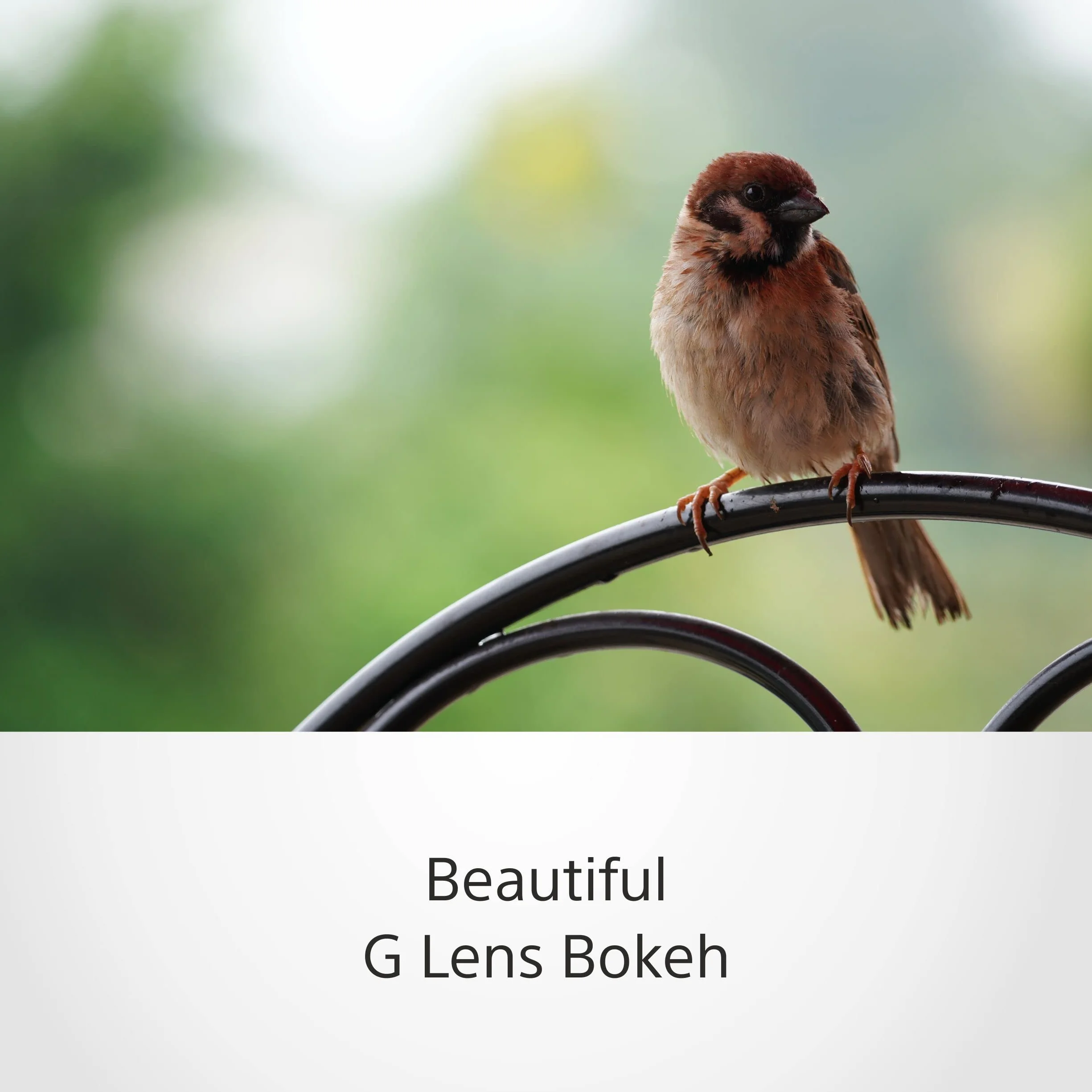 Sony SEL70350G – 70–350mm F4.5–6.3 G OSS Supertele-Zoom (APS-C E-Mount Objektiv mit Bildstabilisierung, ideal für Natur, Sport & Reisen, kompatibel mit Sony ZV-E10, A6400 & A6700)