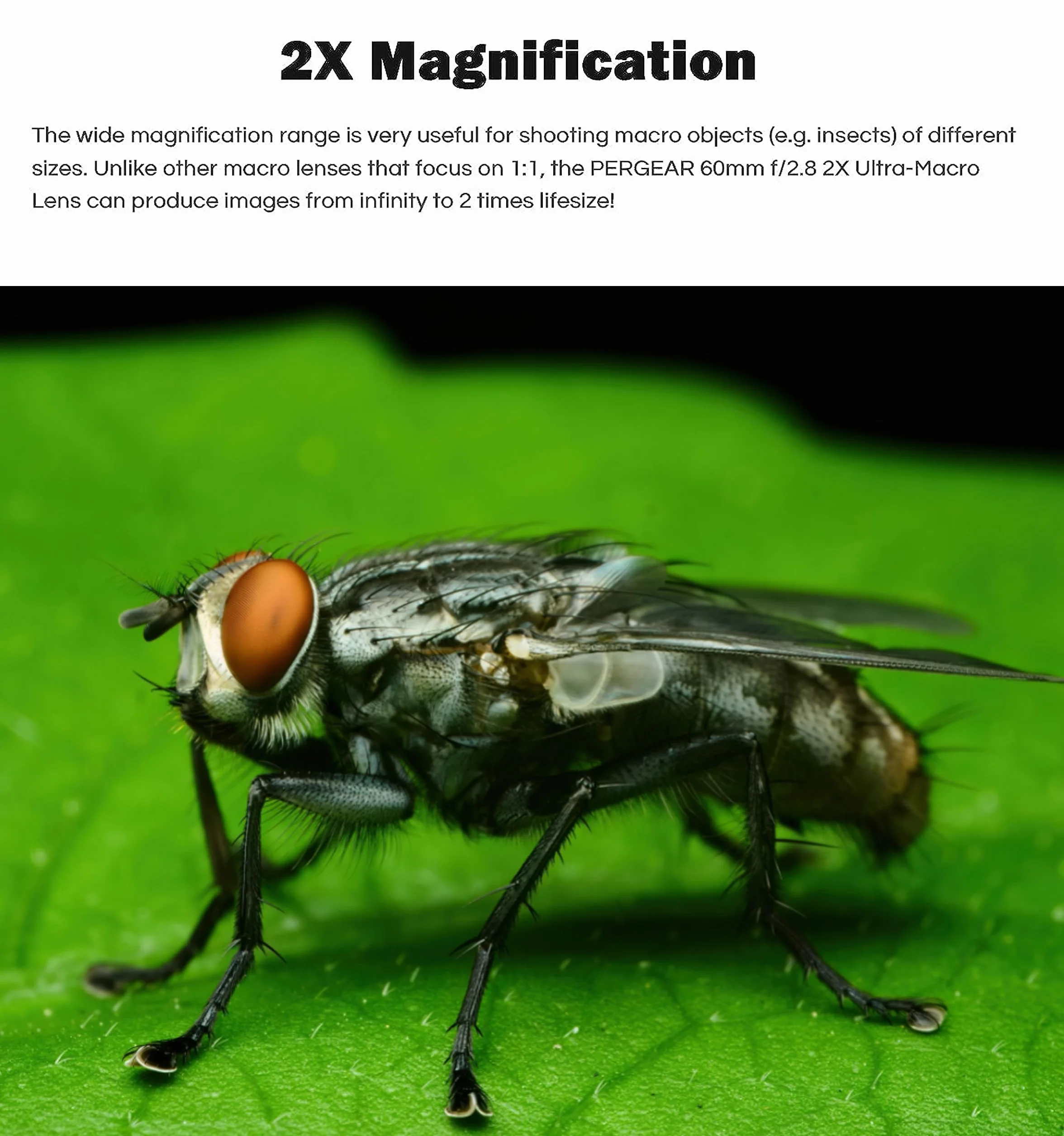 PERGEAR 60mm F2.8 II Vollformat-Makro Objektiv mit 2-facher Vergrößerung für Sony E-Mount, Manueller Fokus und Große Blende, Kompatibel mit spiegellosen Sony E-Mount-Kameras Alpha a7 a7II a7III a7R
