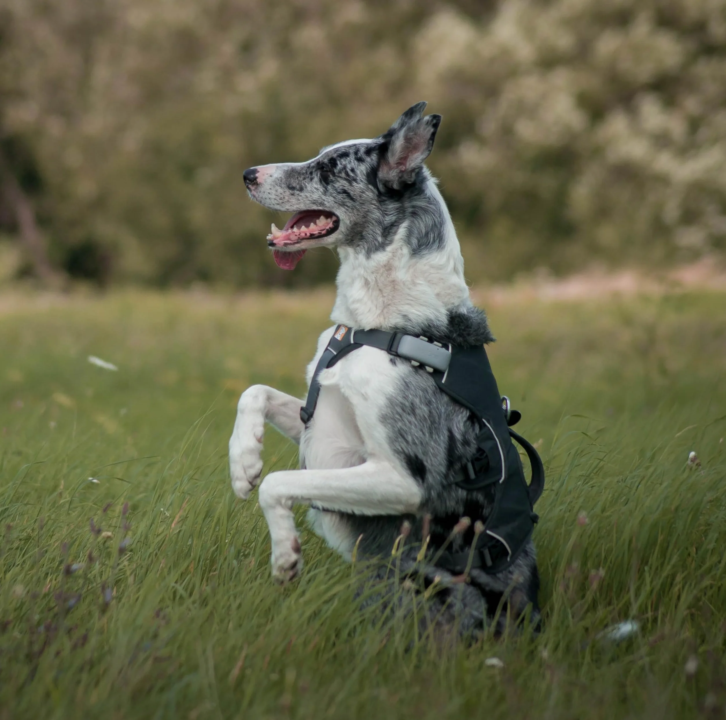 GPS Pet Tracker Plus für Hunde & Katzen ohne ABO | Wasserdichter Hunde GPS Tracker mit Geofence & Roaming